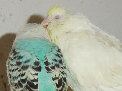 MJ - Kontakt zu Artgenossen